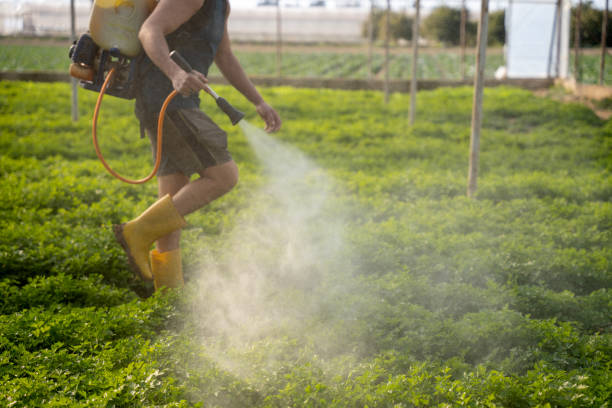 Best Pest Removal Services  in Moore Haven, FL