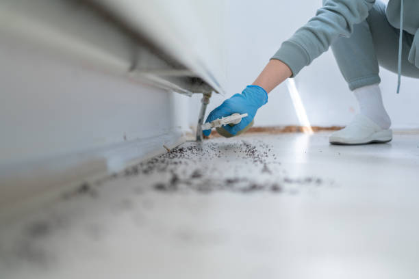 Best Local Pest Control Services  in Moore Haven, FL